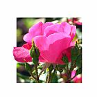 John Lautermilch Magenta Rose