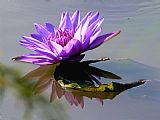 John Lautermilch Purple Beauty on the Pond