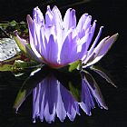 John Lautermilch Purple Reflections