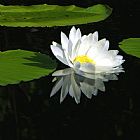 John Lautermilch Simply White on Black