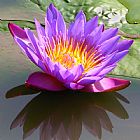 John Lautermilch Sunburst Lily