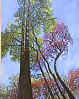 John Lautermilch Sunlight On Upper Branches