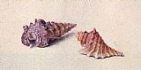 John Ruskin Study of Two Shells