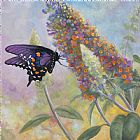 Zaccheo Prints - Admiral Butterfly by John Zaccheo