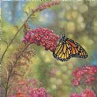 Zaccheo Prints - Monarch Butterfly by John Zaccheo