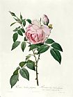 Joseph Pierre Redoute Rosa chinensis and Rosa gigantea