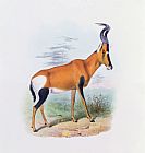 Joseph Wolf Antelope