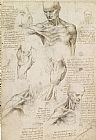 Leonardo da Vinci Anatomical Drawing Of Shoulder And Neck
