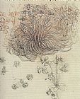 Leonardo da Vinci Botanical Study