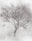 The Lord of Burleigh Paintings and Prints - Study of a Lemon Tree by Lord Frederick Leighton