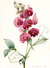 Louise D Orleans Lathyrus Latifolius Everlasting Pea