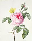 Louise DOrleans Pink rose with buds and a brimstone butterfly