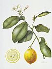 Margaret Ann Eden Citrus Bergamot