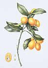 Margaret Ann Eden Kumquat