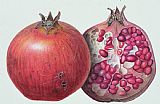Margaret Ann Eden Pomegranate