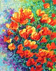 Marion Rose California Poppies