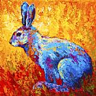 Marion Rose Jackrabbit