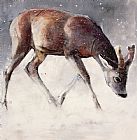 Mark Adlington Roe Buck - Winter