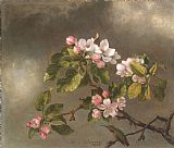 Martin Johnson Heade Prints - Hummingbird And Apple Blossoms by Martin Johnson Heade