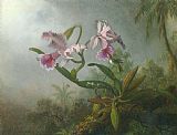 Martin Johnson Heade Prints - Pink Orchids And Hummingbird on a Twig by Martin Johnson Heade