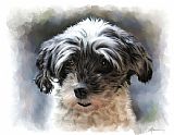 Michael Greenaway Pet Dog Portrait