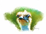Michael Greenaway Ostrich Portrait