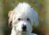 Michael Greenaway White Terrier Dog Portrait
