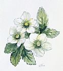 Nell Hill Christmas Rose