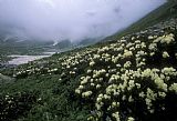 Others Wild Rhododendrons On A Hillside