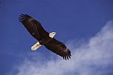 Others Alaska. Bald Eagle Flying