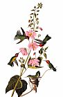 Others Audubon: Hummingbird