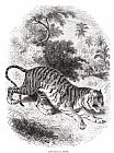 Tiger Prints - Bengal Tiger by Others