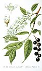 Cherry Prints - Bird Cherry Cerasus Padus Or Prunus Padus by Others