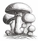 Mushroom Prints - Botany: Mushroom by Others