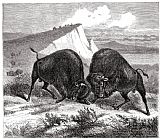 Swine, 19th Century Paintings - BUFFALO, 19th CENTURY by Others