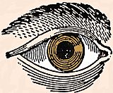 Swine, 19th Century Paintings - HUMAN EYE, 19th CENTURY by Others