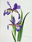 Others Iris monspur