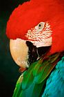 Others Macaw Portrait