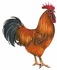 Pride Prints - New Hampshire Rooster by Others