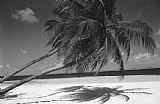 Others Palm tree shadow on sand