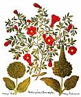 Others Pomegranate, 1613