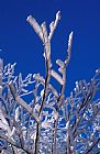 Others Snow And Ice Coated Branches