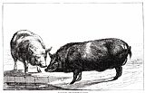 Swine, 19th Century Paintings - SWINE, 19th CENTURY by Others