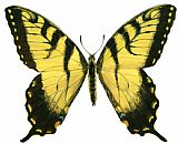Tiger Prints - Tiger Swallowtail by Others