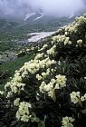 Others Wild Rhododendrons On A Hillside