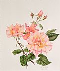 Compassion Prints - Rosa Compassion by Pamela A Taylor