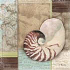 Shell Prints - Santa Rosa Shell II by Paul Brent