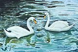 Paul Dene Marlor Swans and Cygnets