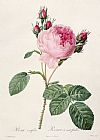 Pierre Joseph Redoute Rosa Centifolia