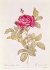 Pierre Joseph Redoute Rosa Gallica Pontiana